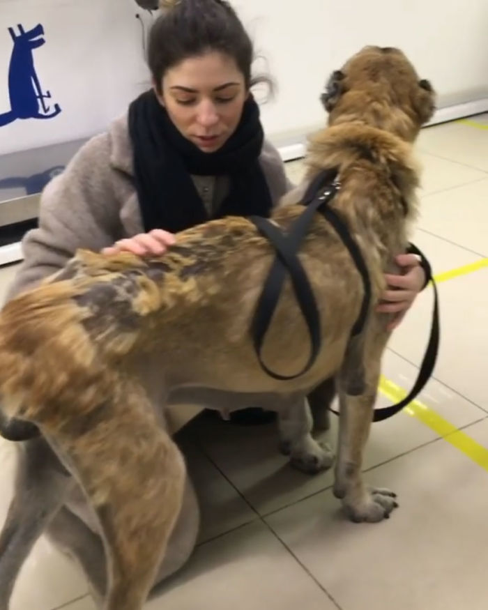 People Find A Dog Left For Dead By Breeders With Her Uterus Hanging Out People Find A Dog Left For Dead By Breeders With Her Uterus Hanging Out