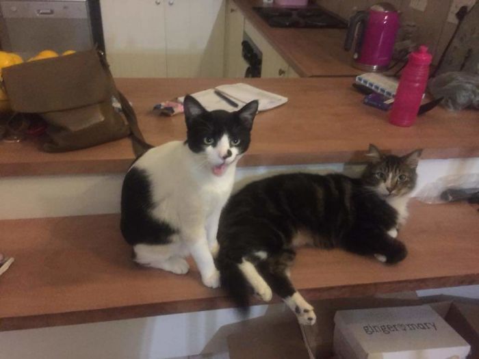 I Honestly Do Not Know What Is Going In This Photo