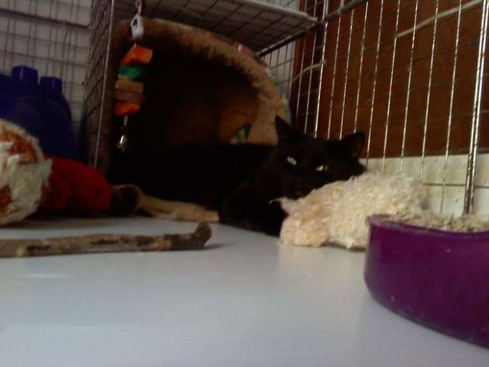 I Was Cleaning My Rabbits Cage, And Shadow Decided To Reclaim The Old Cat Bed