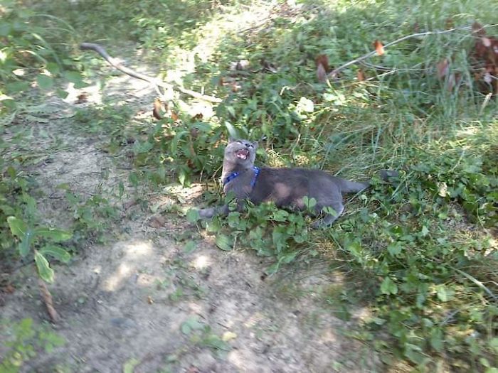 My Sister's Cat Cobalt Hates Being Put In A Harness To Go Outside, But He'll Be In The Neighbor's Yard In Two Seconds Without It