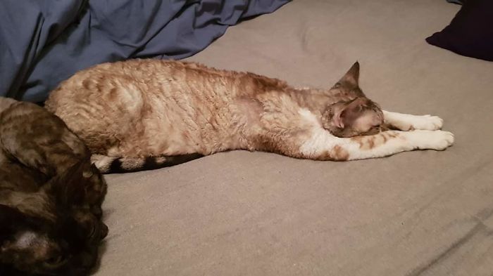 Some May Think She's Stretching, But No... She's Sleeping