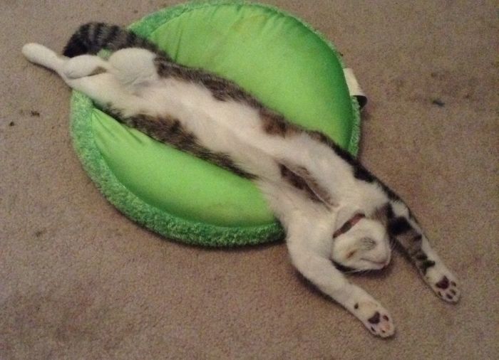 Frankie Is So Tired!