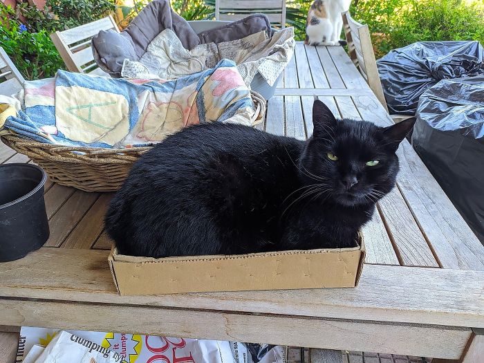 Two Empty Beds, And Guess Gus...? Aaah, Cats!