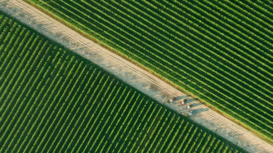 Dirty Road Through The Green Orchards