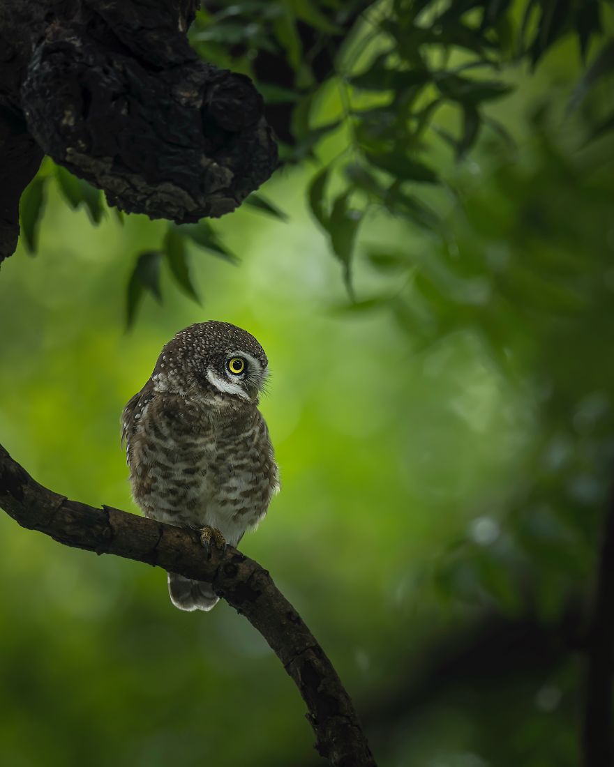 Owlet