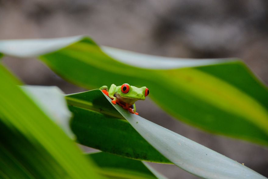 Red-Eyed Tree Frog