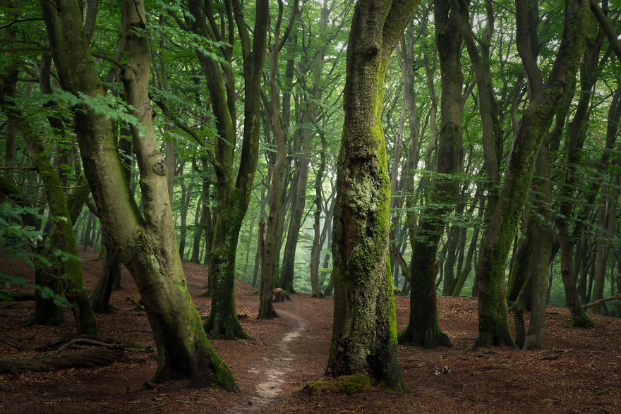 I Photographed The Same Forest For 7 Years During All Seasons