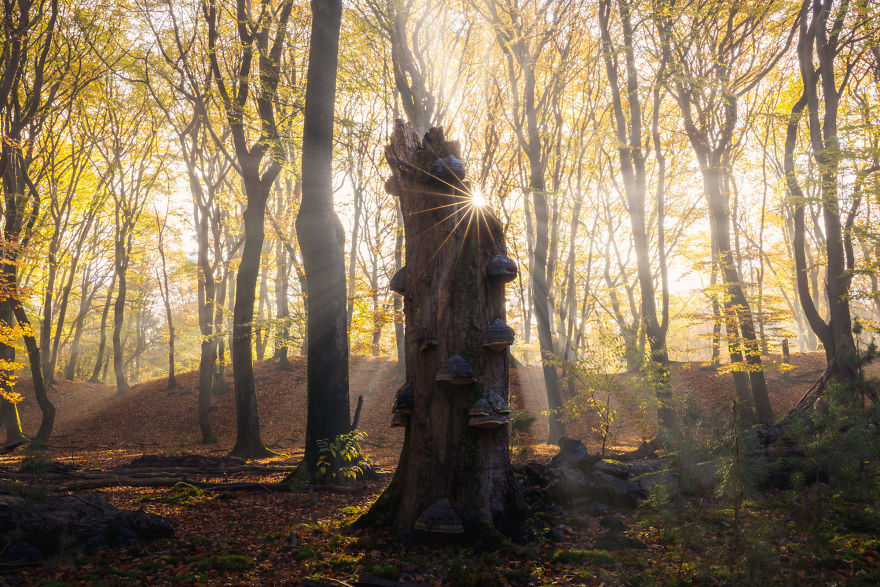 I Photographed The Same Forest For 7 Years During All Seasons