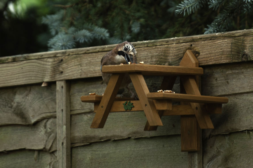 Watching Squirrels In My Garden Became A Morning Ritual During Lockdown, Here Are 15 Photos That I Took