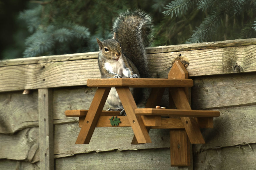 Watching Squirrels In My Garden Became A Morning Ritual During Lockdown, Here Are 15 Photos That I Took
