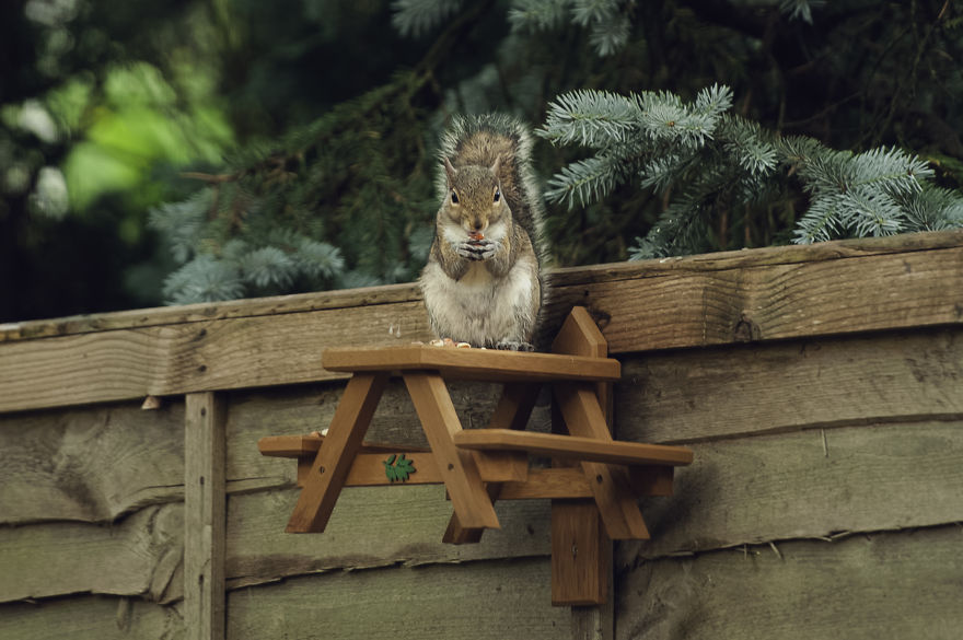 Watching Squirrels In My Garden Became A Morning Ritual During Lockdown, Here Are 15 Photos That I Took