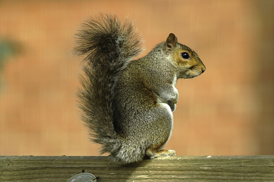 Watching Squirrels In My Garden Became A Morning Ritual During Lockdown, Here Are 15 Photos That I Took