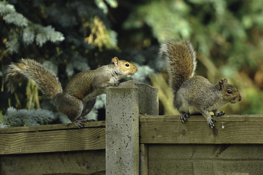 Watching Squirrels In My Garden Became A Morning Ritual During Lockdown, Here Are 15 Photos That I Took