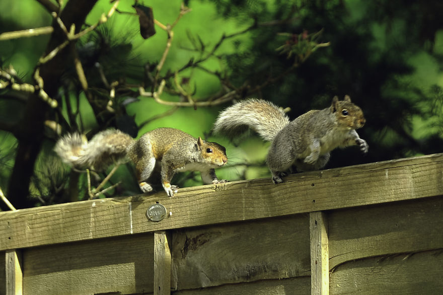 Watching Squirrels In My Garden Became A Morning Ritual During Lockdown, Here Are 15 Photos That I Took
