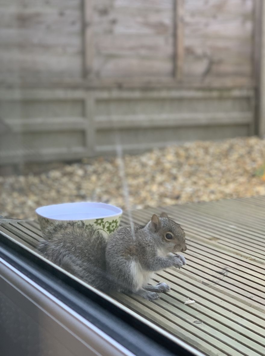 Watching Squirrels In My Garden Became A Morning Ritual During Lockdown, Here Are 15 Photos That I Took