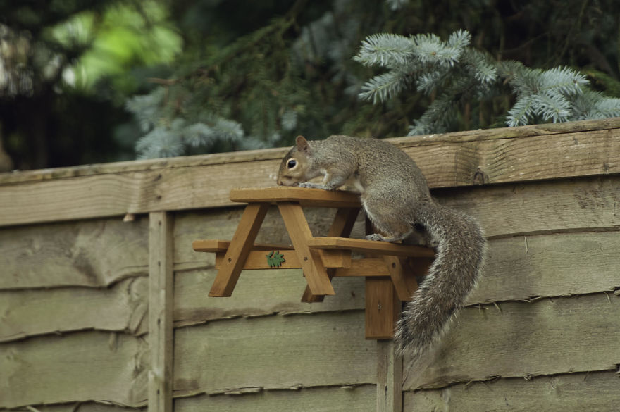 Watching Squirrels In My Garden Became A Morning Ritual During Lockdown, Here Are 15 Photos That I Took