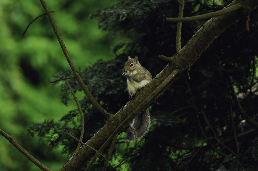 Watching Squirrels In My Garden Became A Morning Ritual During Lockdown, Here Are 15 Photos That I Took