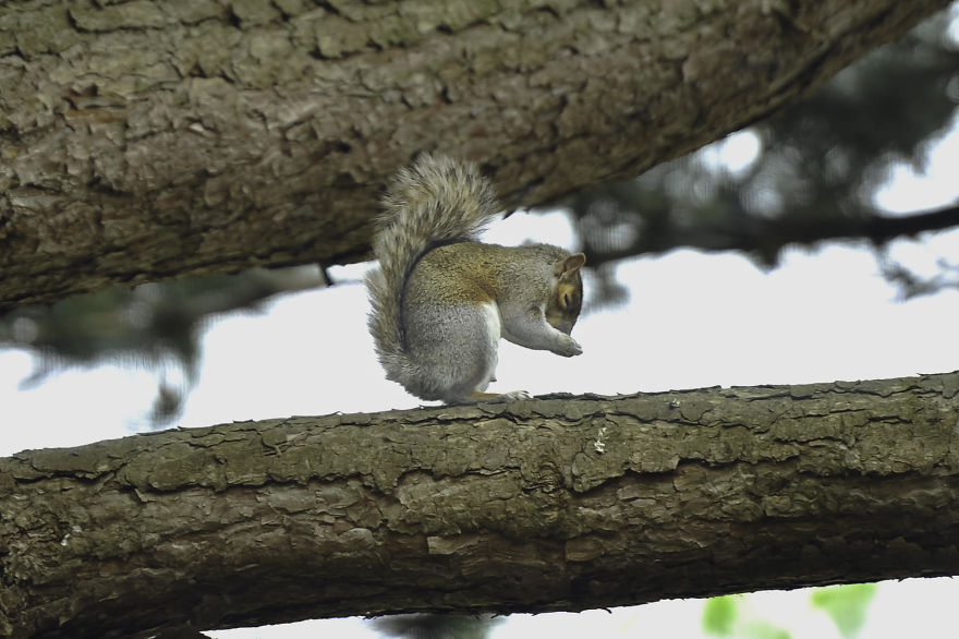 Watching Squirrels In My Garden Became A Morning Ritual During Lockdown, Here Are 15 Photos That I Took