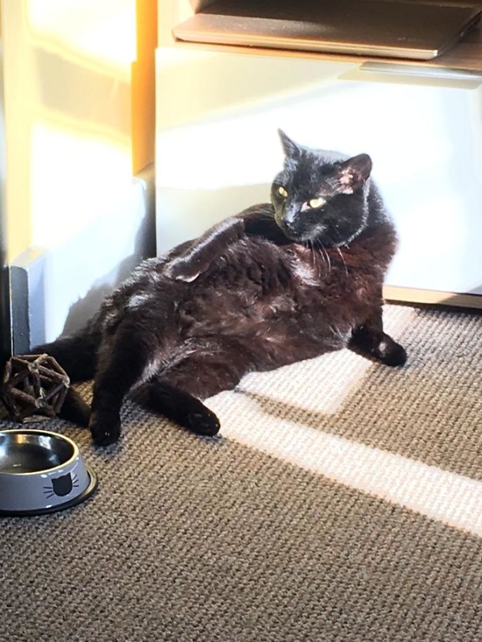 Just Enjoying The Sun. Do You Have A Problem With That, Human?