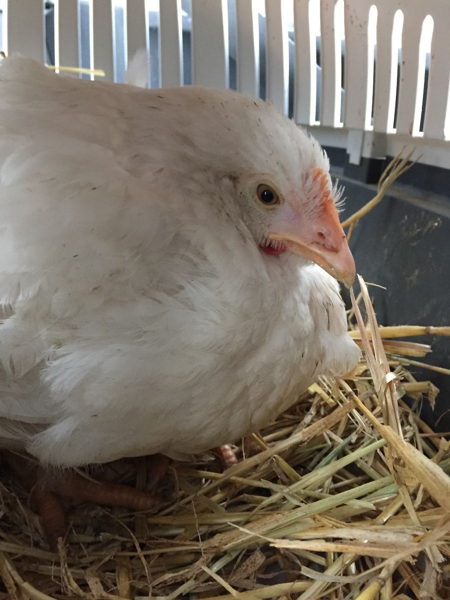 Heartwarming Story Of A Chicken Named Victoria Who Found A Loving Home After Escaping A Factory Farm Heartwarming Story Of A Chicken Named Victoria Who Found A Loving Home After Escaping A Factory Farm