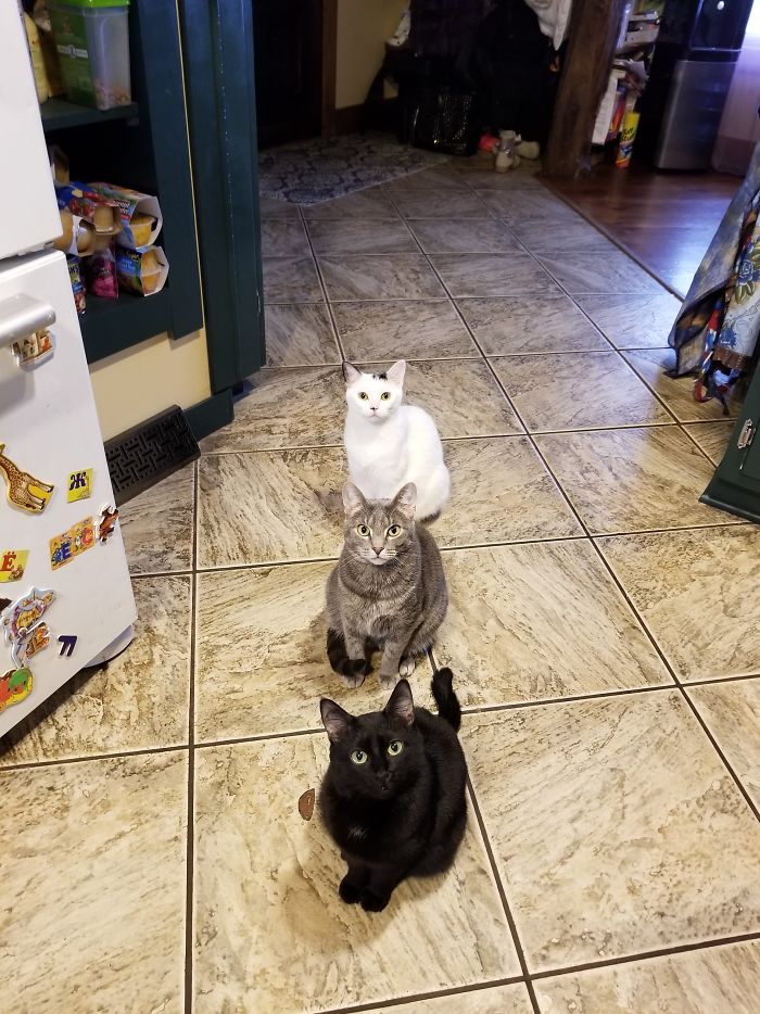 Everyone Is Ready For Dinner,they Are All Rescued, Happy And Fat Now