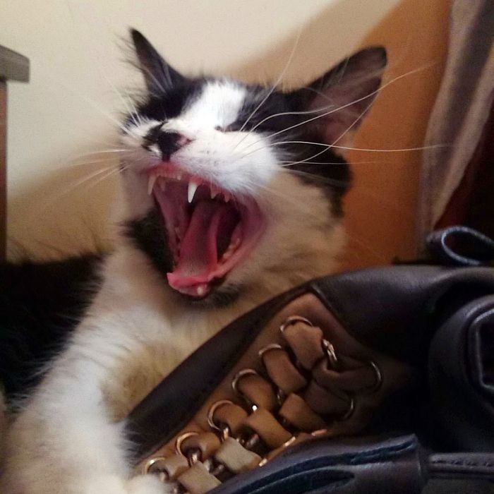 Told A Fangtastic Joke