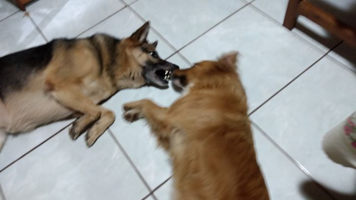 Forgive Me For Eating Your Biscuit!