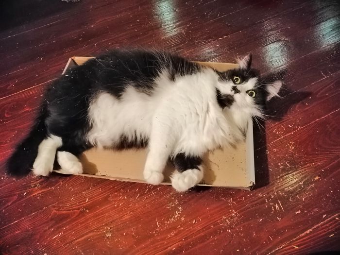 When The Catnip Kicks In And You Can See Sounds