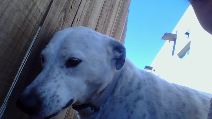 Me Innocent Hooman, Y U Doubt Dis Face