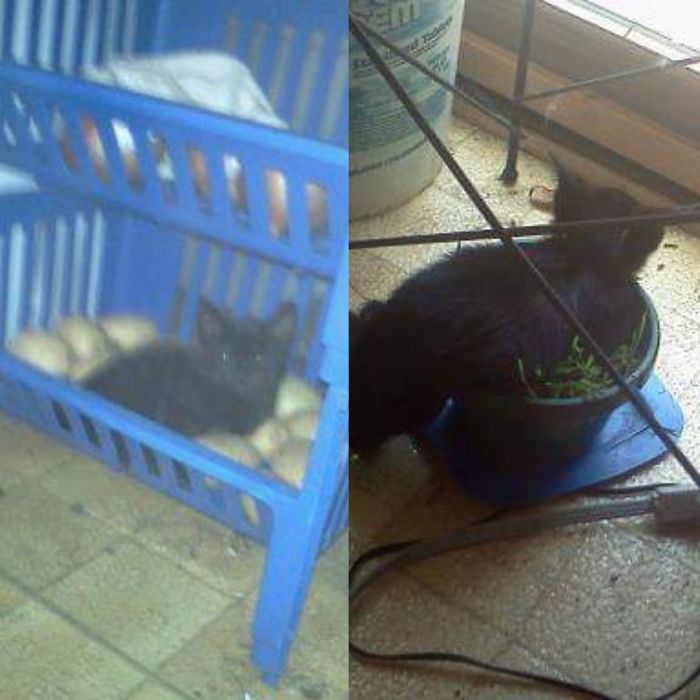 My Mom's Cat Jett As A Kitten, Convinced She Was A Plant
