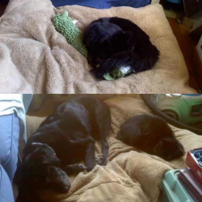 This Is Not Her Bed, But At Least They Learned To Share