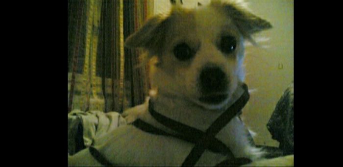 Human Look! I Decided To Get Ready For My Walk All By Myself...