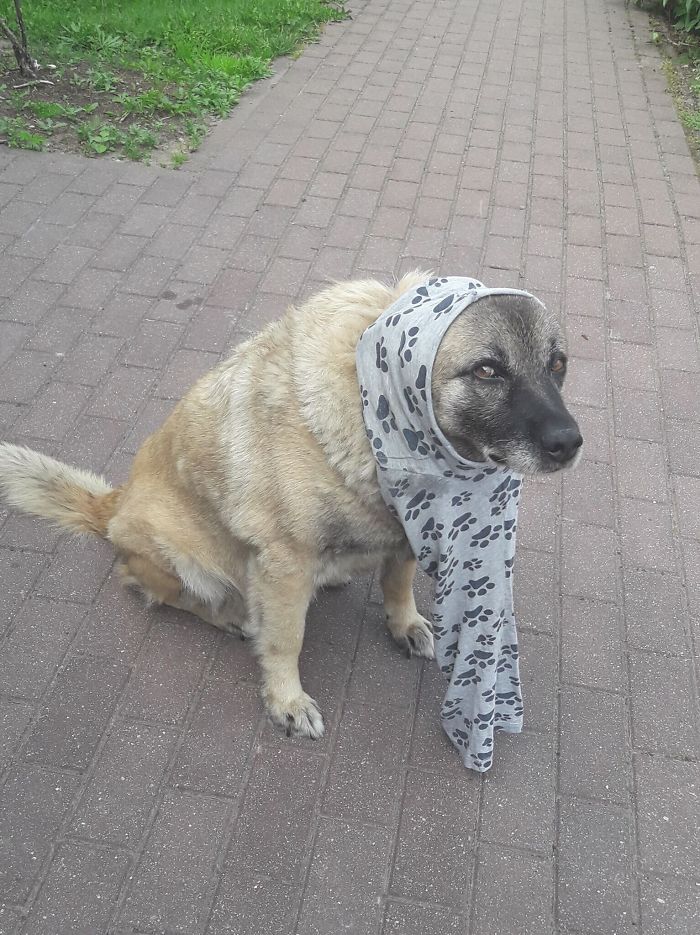 My Brother Grew Up With Our Now 15-Year-Old Dog. They Are Best Friends, But Sometimes He Loves To Tease Her. It Looks Like She's Saying: "Are We Done Yet?"