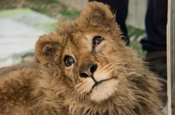 Rescuers Save Baby Lion Who Had His Legs Broken To Take Pictures With Tourists Rescuers Save Baby Lion Who Had His Legs Broken To Take Pictures With Tourists