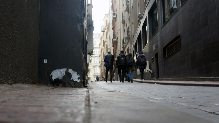 My Wildlife Collage Animation Project 'Kaybid' (24 Pics)