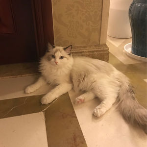 charlottecats avatar