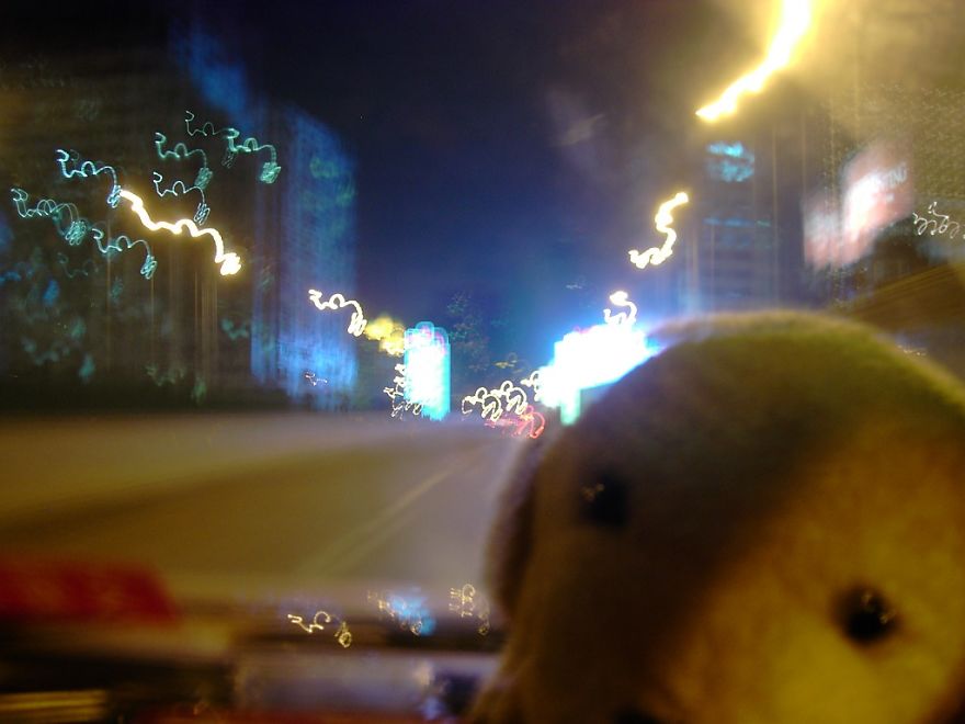 10 Naive Pics Of My Dog Exploring The World.