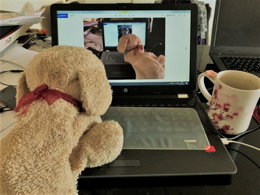 10 Naive Pics Of My Dog Exploring The World. 10 Naive Pics Of My Dog Exploring The World.