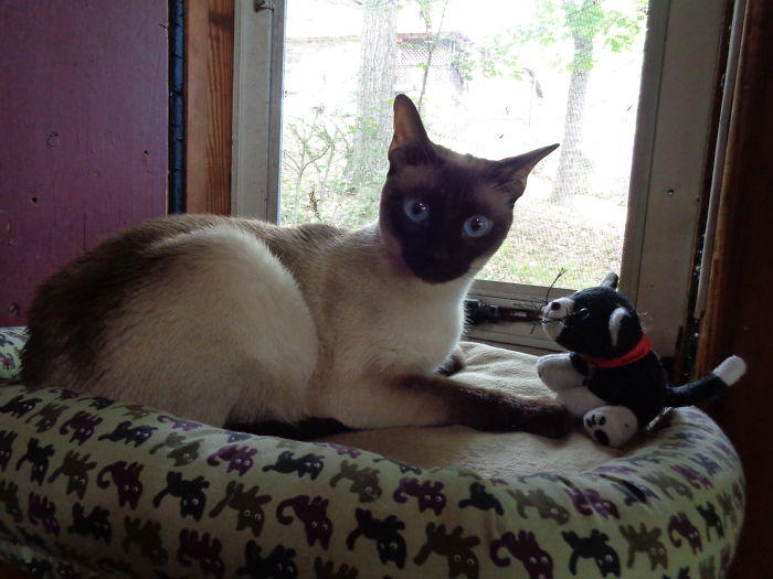 Lucy And Her Kitty, Right Before She Went Into Cannonball Mode