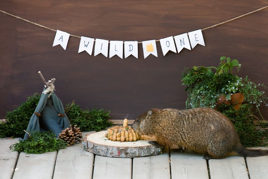I Photographed A Mama Groundhog Stealing Cake Designed For Squirrels I Photographed A Mama Groundhog Stealing Cake Designed For Squirrels