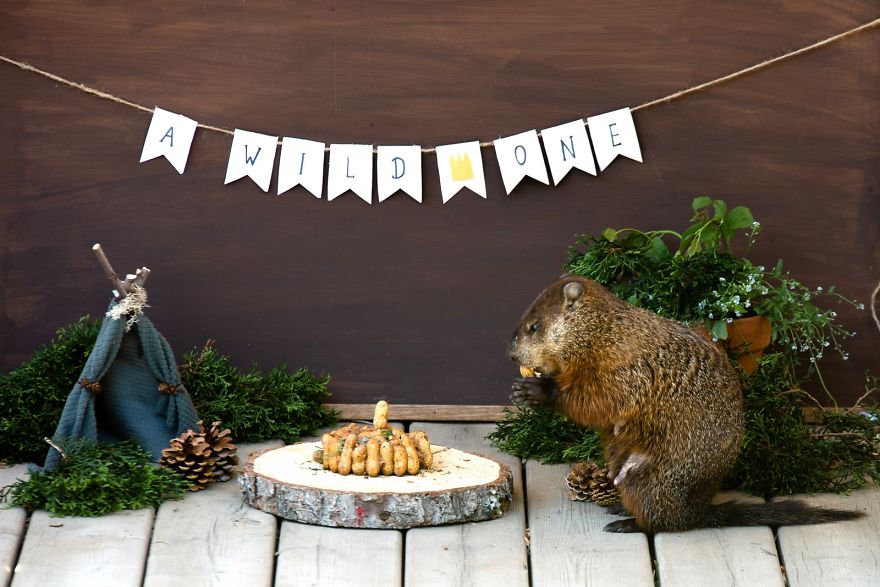 I Photographed A Mama Groundhog Stealing Cake Designed For Squirrels