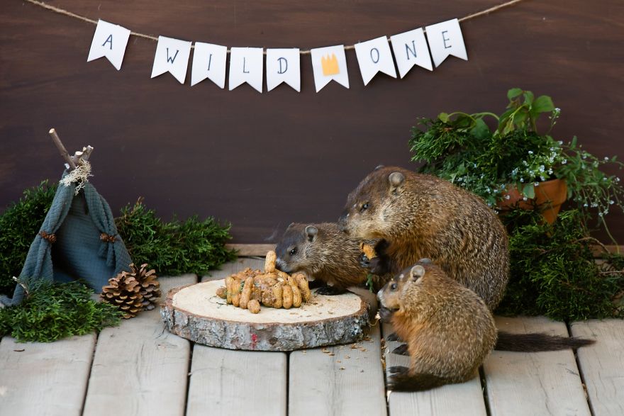 I Photographed A Mama Groundhog Stealing Cake Designed For Squirrels I Photographed A Mama Groundhog Stealing Cake Designed For Squirrels