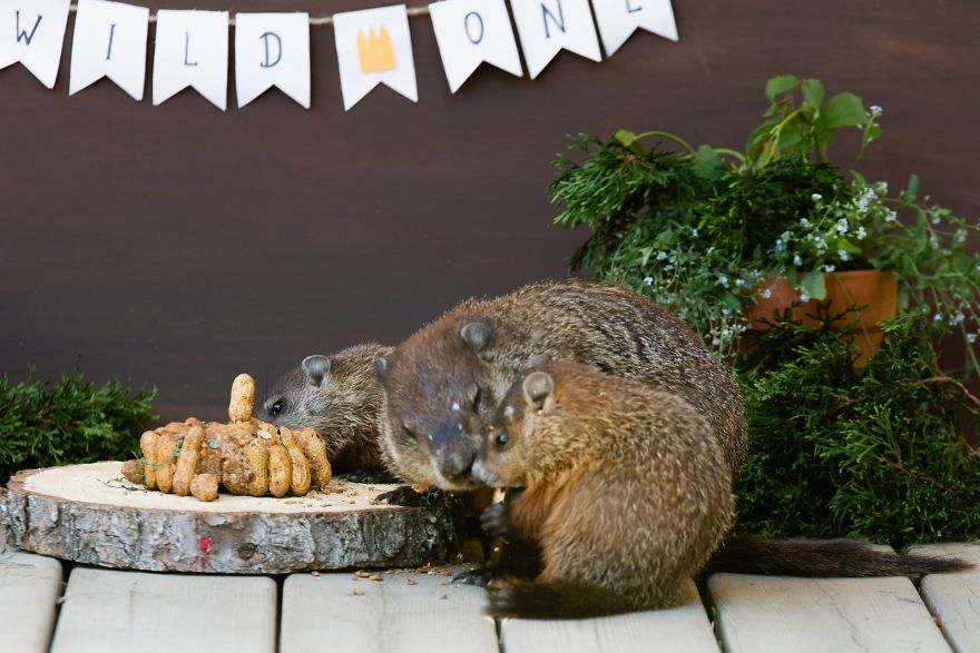 I Photographed A Mama Groundhog Stealing Cake Designed For Squirrels I Photographed A Mama Groundhog Stealing Cake Designed For Squirrels