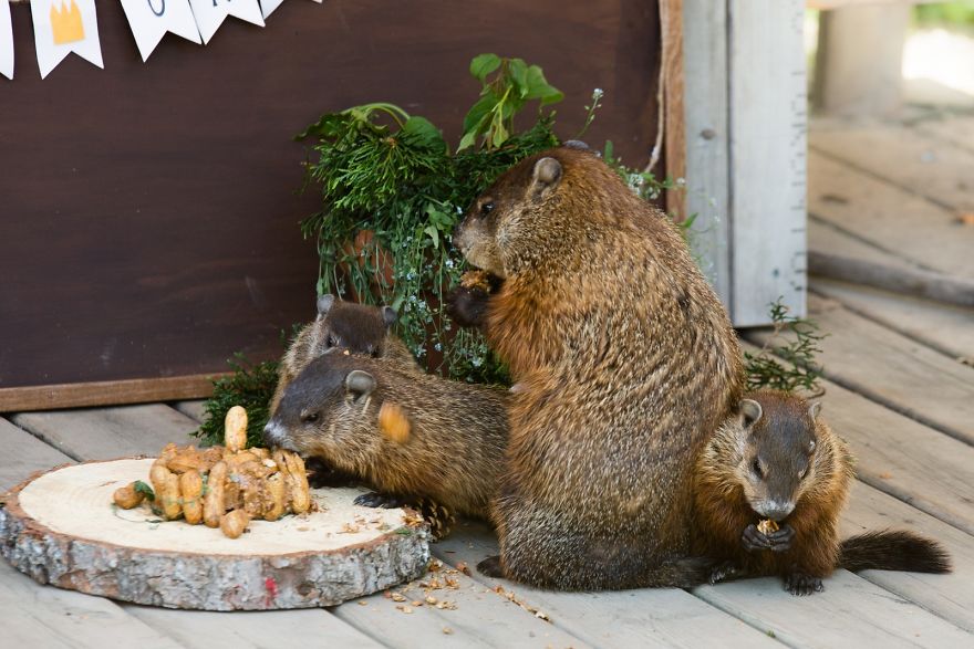 I Photographed A Mama Groundhog Stealing Cake Designed For Squirrels I Photographed A Mama Groundhog Stealing Cake Designed For Squirrels