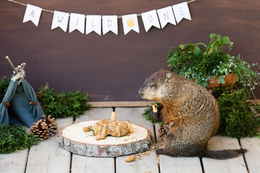 I Photographed A Mama Groundhog Stealing Cake Designed For Squirrels I Photographed A Mama Groundhog Stealing Cake Designed For Squirrels