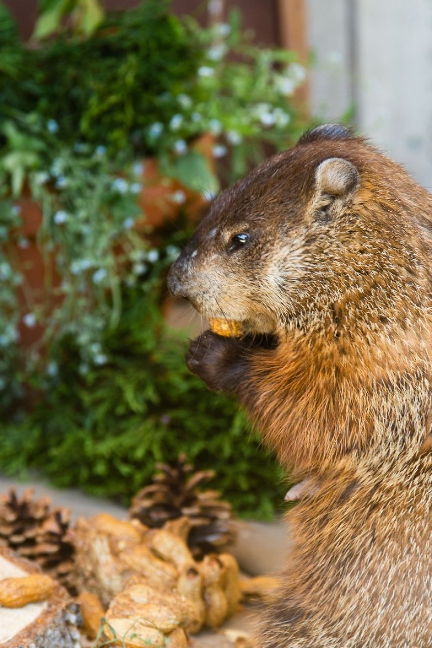 I Photographed A Mama Groundhog Stealing Cake Designed For Squirrels I Photographed A Mama Groundhog Stealing Cake Designed For Squirrels
