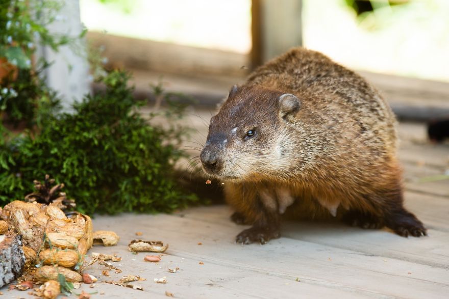 I Photographed A Mama Groundhog Stealing Cake Designed For Squirrels I Photographed A Mama Groundhog Stealing Cake Designed For Squirrels
