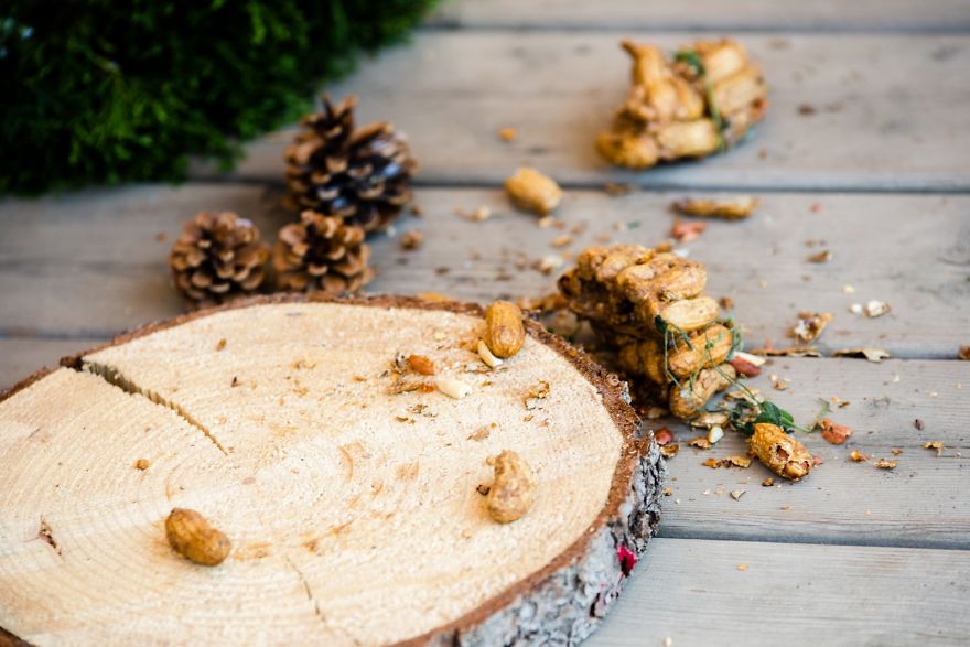 I Photographed A Mama Groundhog Stealing Cake Designed For Squirrels I Photographed A Mama Groundhog Stealing Cake Designed For Squirrels