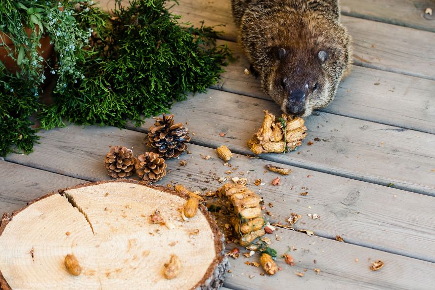 I Photographed A Mama Groundhog Stealing Cake Designed For Squirrels I Photographed A Mama Groundhog Stealing Cake Designed For Squirrels