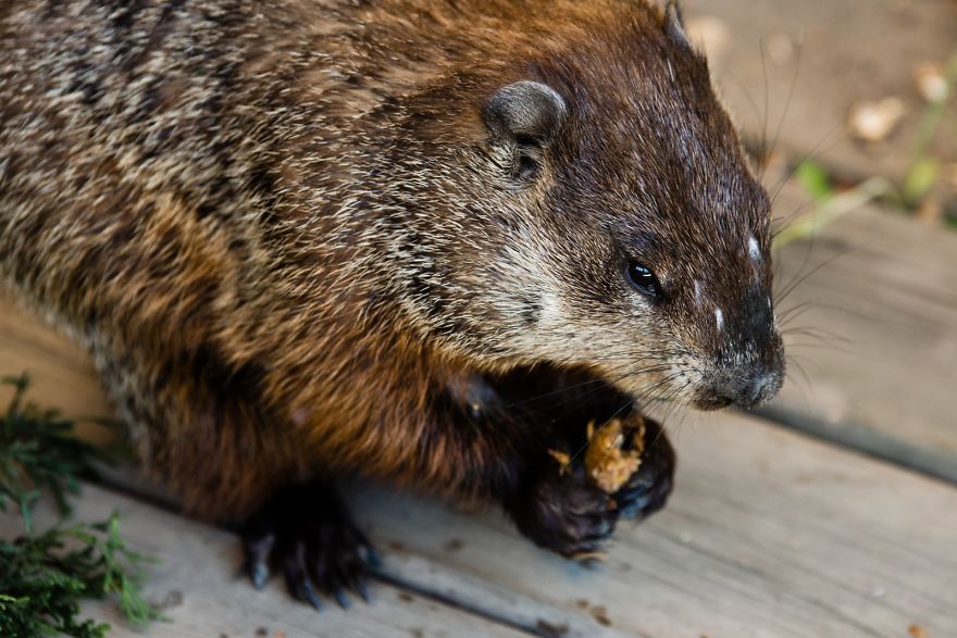 I Photographed A Mama Groundhog Stealing Cake Designed For Squirrels I Photographed A Mama Groundhog Stealing Cake Designed For Squirrels